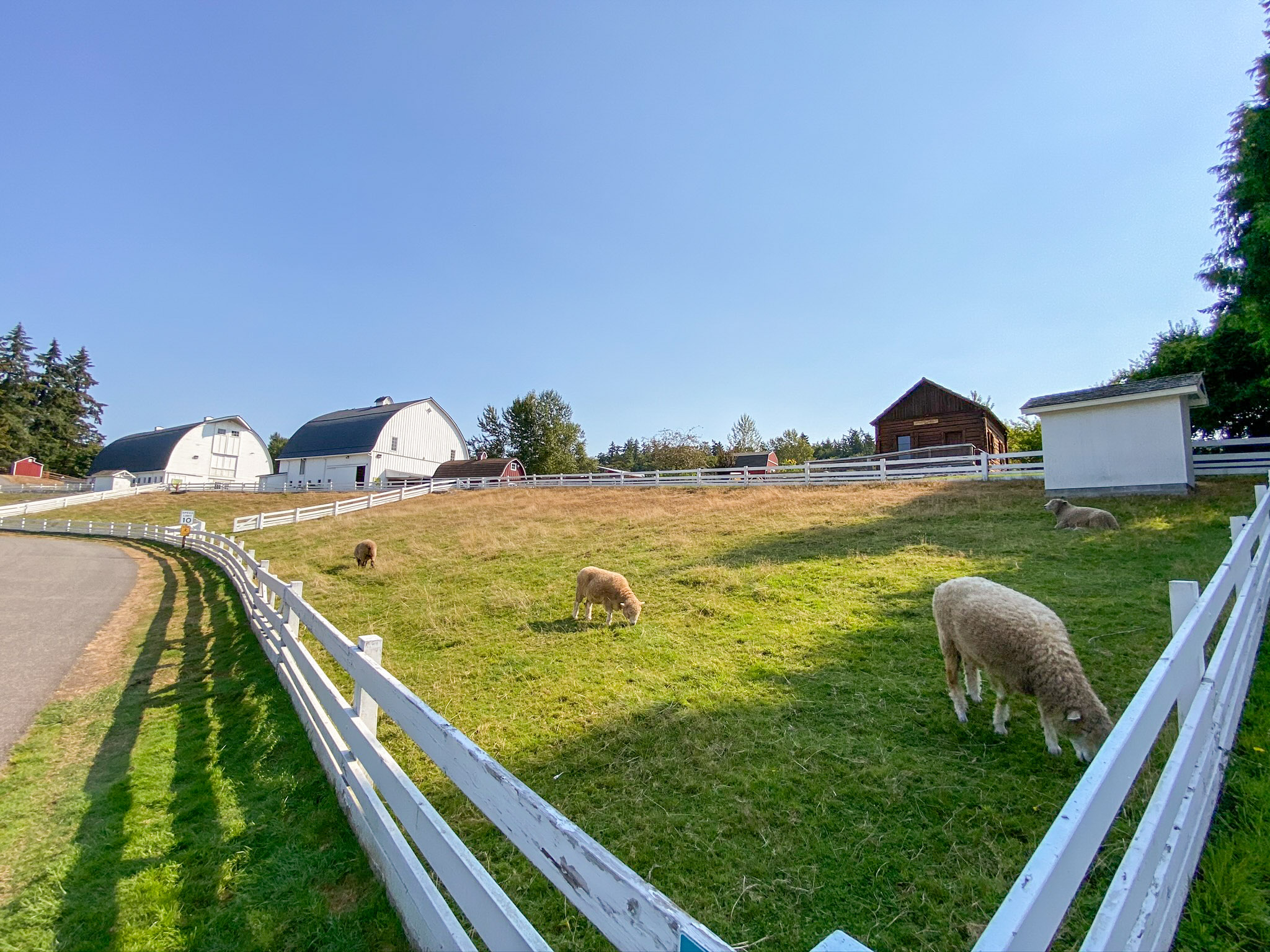 Kelsey Creek Farm Sheep are seen daily at this farm year around, and its free!