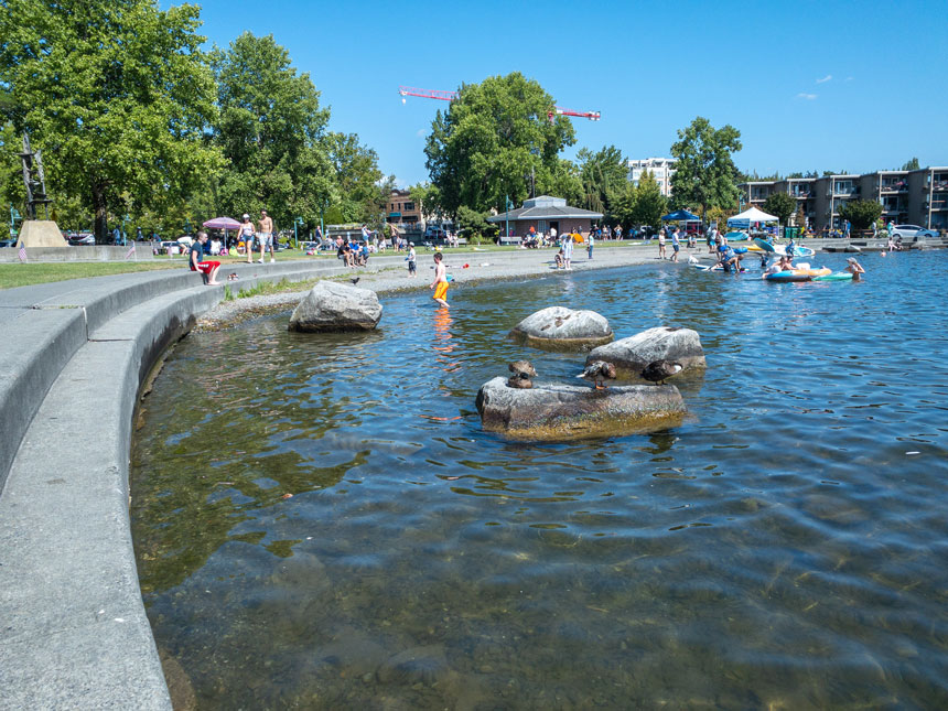 Marina Park Kirkland Waterfront Ducks and Paddle Boarders by the beach. This is a popular summer spot with kids in Kirkland, a nice swimming area, and paddle board rentals