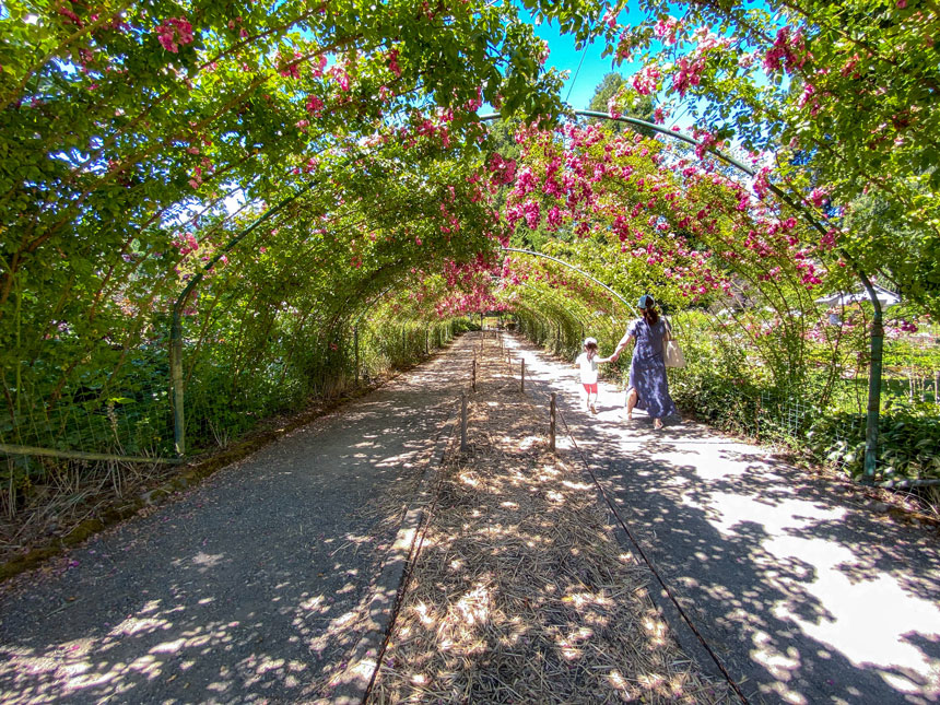 The famous rose tunnel in the Rose Garden at Point Defiance Park features vibrant blooming roses arching overhead as a mom and toddler walk hand-in-hand beneath it. This iconic garden path is a favorite photo spot and a peaceful place for families to stroll, surrounded by fragrant flowers and lush greenery. A beautiful and kid-friendly stop while visiting the park.