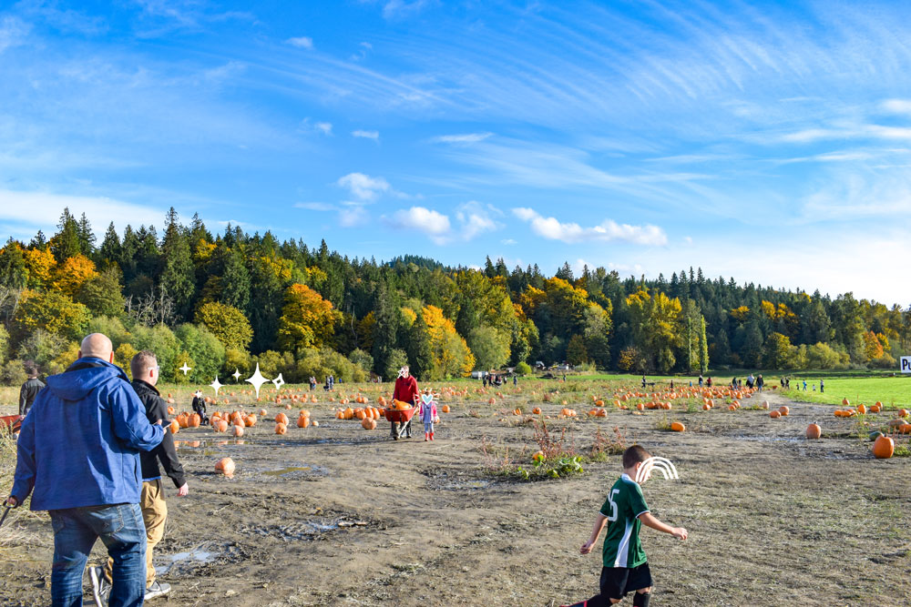 Craven Farm Pumpkin Patch
