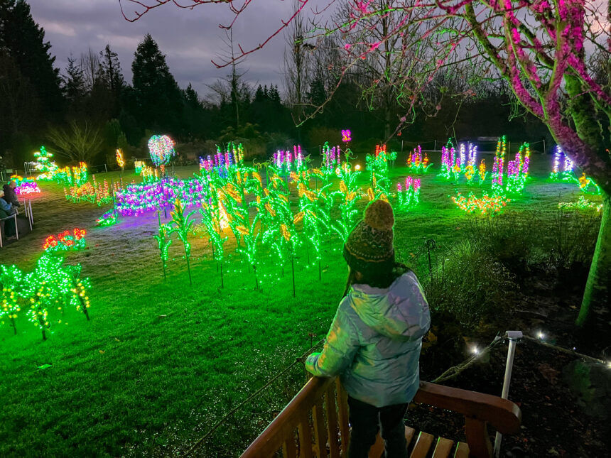 Garden d’Lights, the spectacular annual light display at Bellevue Botanical Garden, transforms the gardens into a magical winter wonderland. A little girl gazes in awe at the glowing, themed plant lights that illuminate the pathways with vibrant colors and intricate designs. This family-friendly holiday event offers a dazzling experience, perfect for creating festive memories with kids during the winter season in Bellevue, Washington.