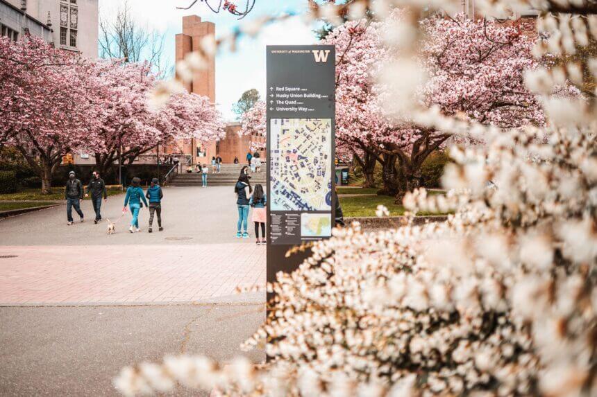 University of Washington Quad in full bloom, showcasing the stunning cherry blossoms that attract visitors each spring, view from the entrance to the Quad from Red Square