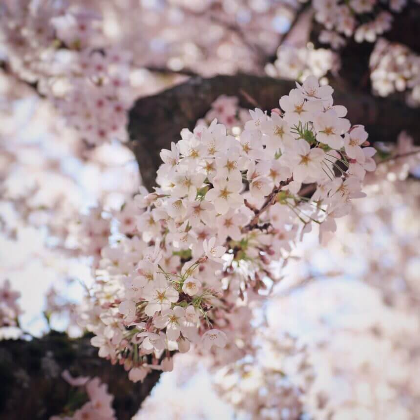 Close-up of cherry blossoms in full bloom at the University of Washington Quad, showcasing delicate pink petals against a clear blue sky.