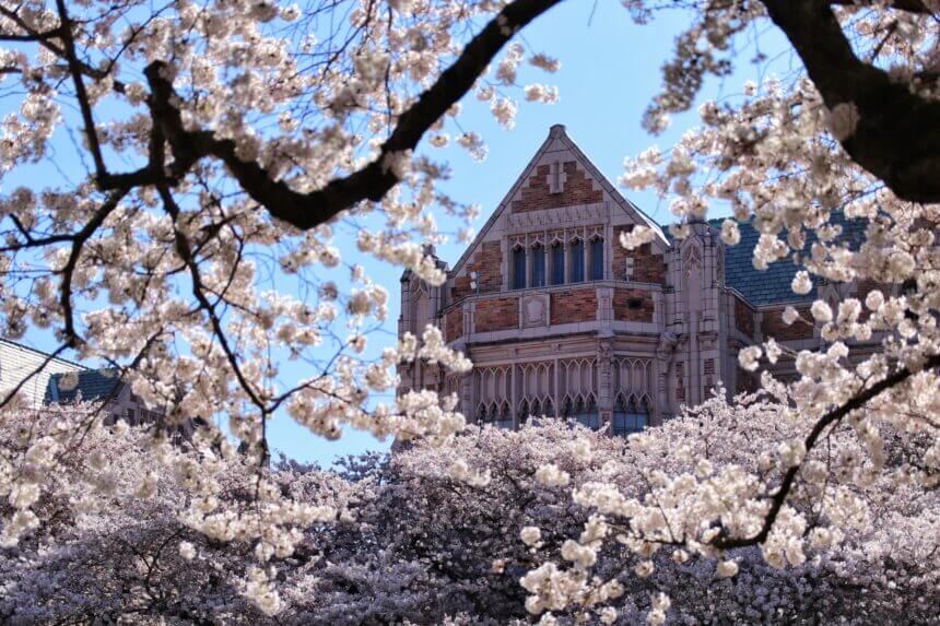 Cherry blossoms in full bloom at the University of Washington, with the campus’s stunning Gothic-style architecture in the background. The vibrant pink and white sakura trees frame the historic buildings, creating a breathtaking springtime scene that attracts students, visitors, and photographers alike.