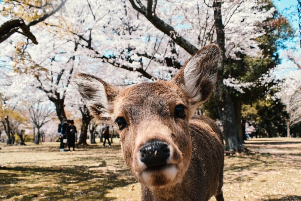 A curious deer looks into the camera with beautiful cherry blossoms in the background during Hanami season in Japan. This iconic springtime scene captures the harmony between nature and culture, as people gather to celebrate the fleeting beauty of sakura. A blog post explores the meaning of Hanami and the best places to experience cherry blossoms in Seattle, drawing inspiration from Japan’s cherished tradition.