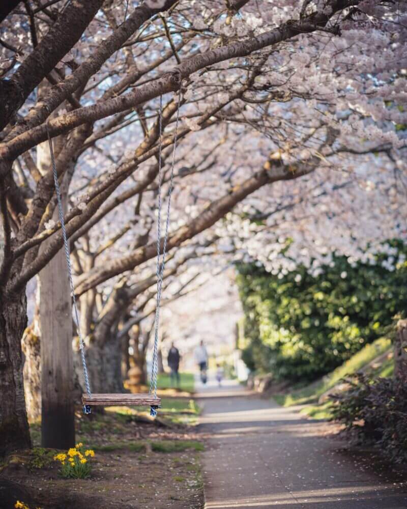 Cherry blossoms in full bloom in a peaceful Seattle neighborhood, with a wooden swing hanging from a tree. The delicate pink petals create a picturesque and serene springtime setting, perfect for enjoying the beauty of nature in a quiet residential area.