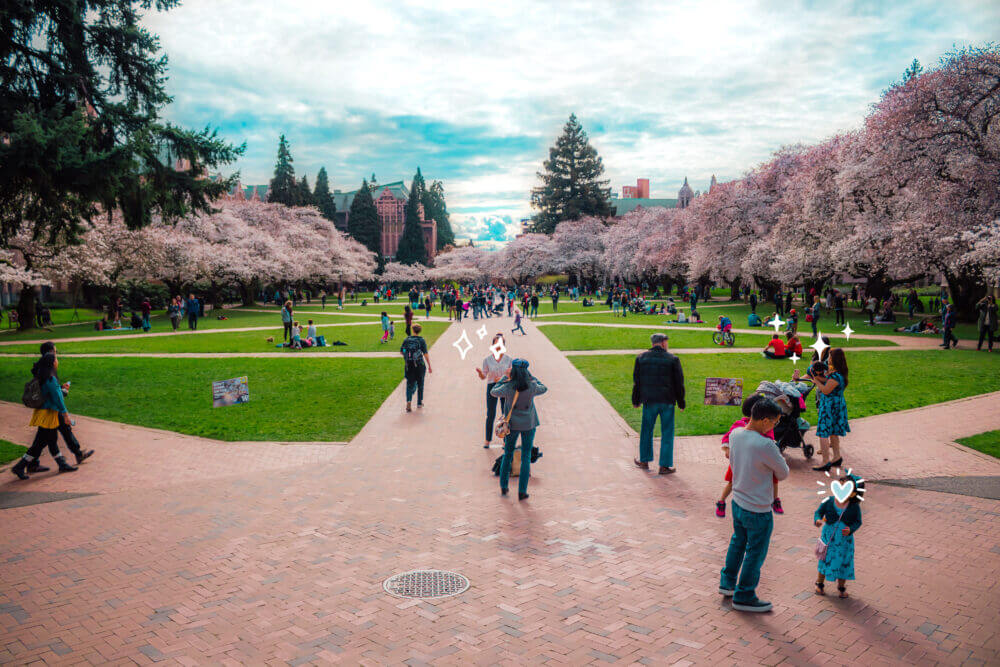 Cherry blossoms in full bloom at the University of Washington Quad, creating a breathtaking canopy of pink and white petals. The iconic Yoshino cherry trees transform the Quad into a picturesque springtime destination, attracting visitors, students, and photographers to experience this Seattle tradition.