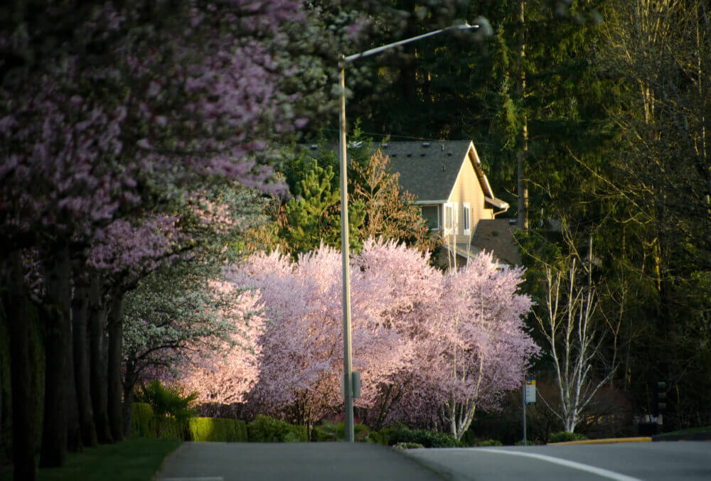 Cherry blossoms in full bloom along a quiet street in a Seattle neighborhood. Areas like Capitol Hill, Queen Anne, Ballard, Wallingford, and Fremont feature stunning cherry-lined streets and hidden parks, creating picturesque springtime scenes throughout the city. A perfect setting for a stroll, picnic, or simply enjoying the beauty of sakura in Seattle’s residential areas.