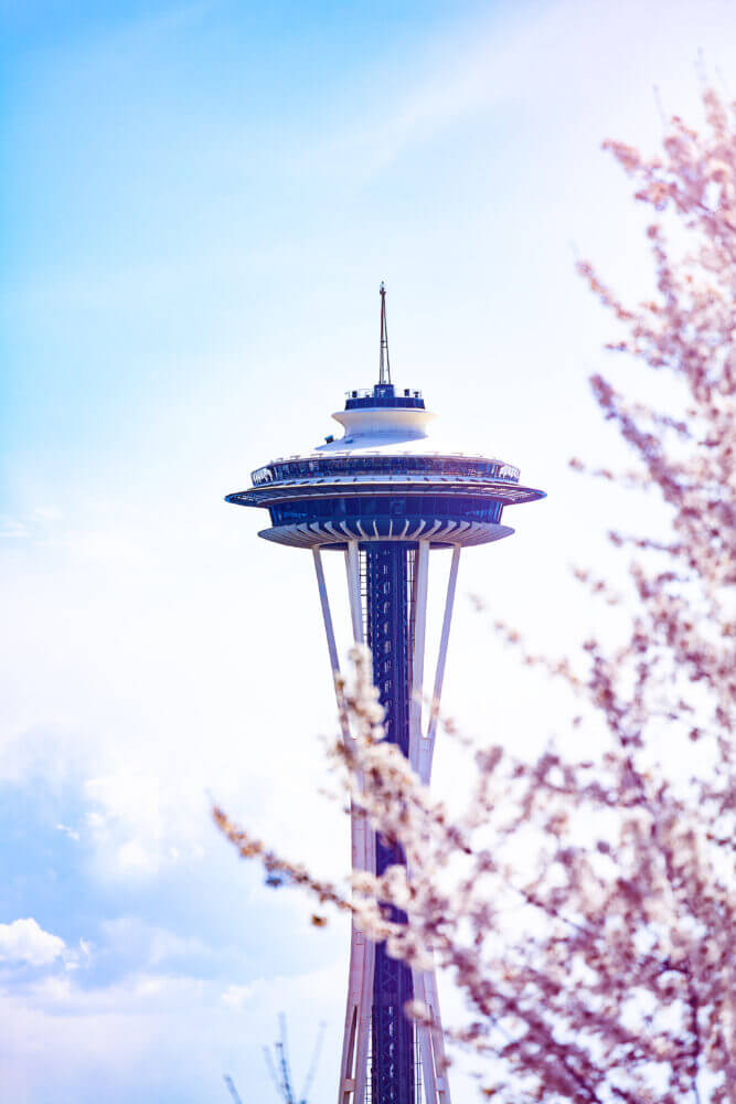 Seattle Center cherry blossoms in full bloom, with the iconic Space Needle standing tall in the background. The delicate pink sakura petals create a stunning contrast against the modern skyline, making this a picturesque springtime destination in the heart of Seattle.