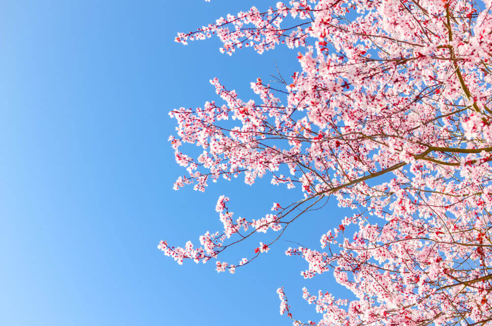 Where to Find Cherry Blossoms in Seattle: The Complete Guide • That ...