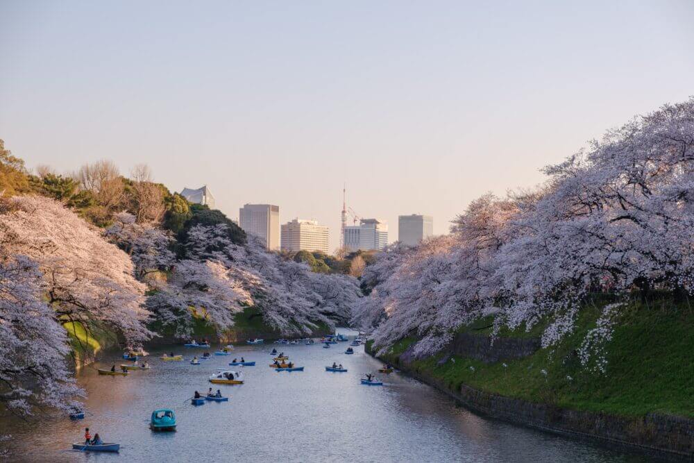 Boat riders enjoying the breathtaking cherry blossoms in Tokyo, Japan, during Hanami season. As pink sakura petals float on the water, visitors leisurely paddle through scenic waterways, taking in the beauty of the full bloom. A timeless spring tradition, Hanami in Tokyo is a must-experience event for families, couples, and travelers alike.