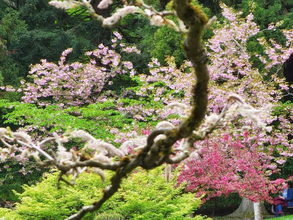 Seattle Japanese Garden in full bloom with cherry blossoms framing the serene landscape. The soft pink petals contrast beautifully with the traditional Japanese bridges, koi ponds, and lush greenery, creating a peaceful and picturesque setting. A must-visit spot in Seattle during spring, perfect for enjoying Hanami and admiring the seasonal beauty of sakura.