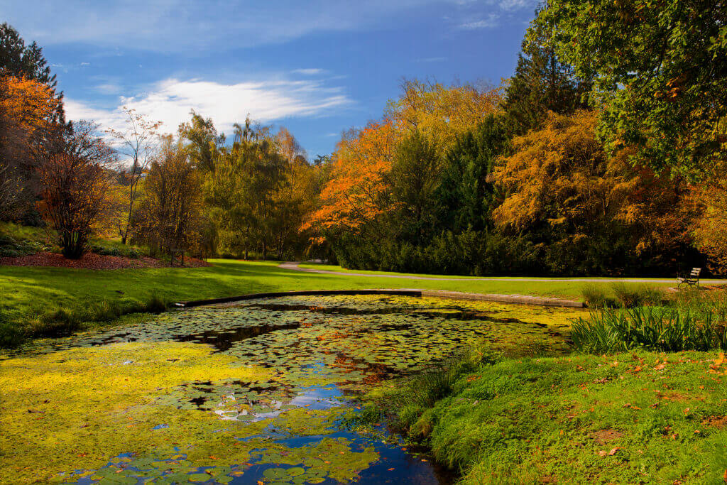 Fall colors in Seattle at the Washington Park Arboretum