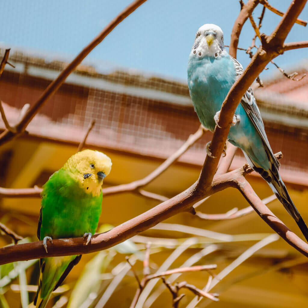 Feeding time at the Bird House at Point Defiance Zoo in Tacoma, perfect activity for kids