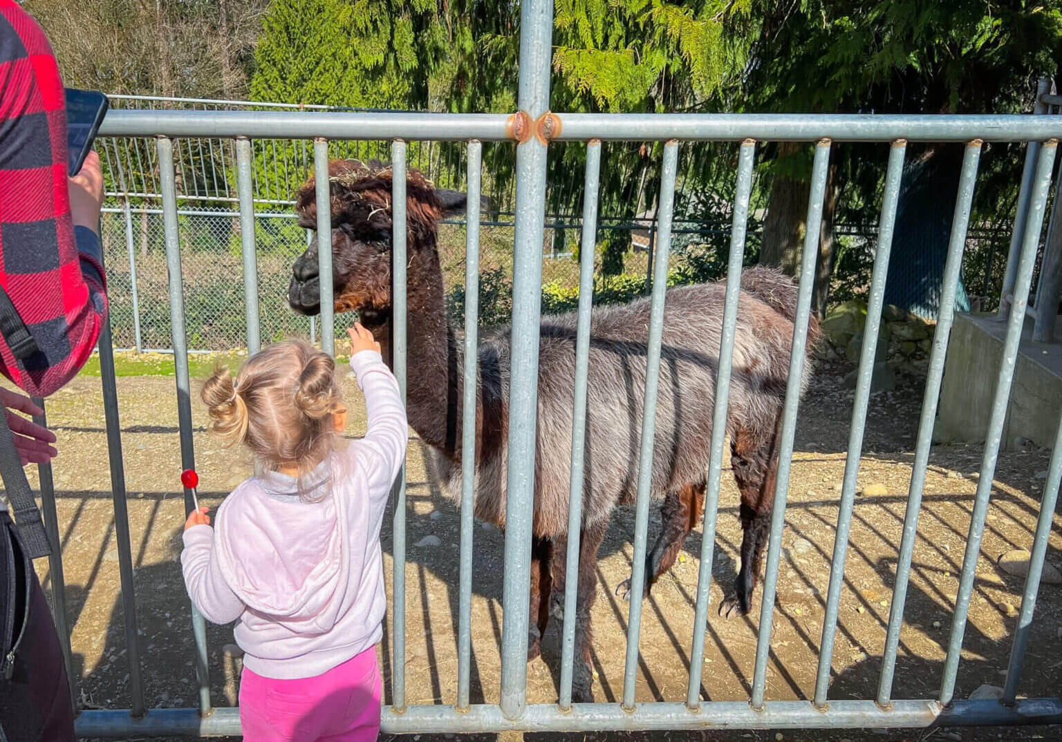 Little toddler girl about to pet an alpaca at the Cougar Mountain Zoo in Issaquah, Washington.