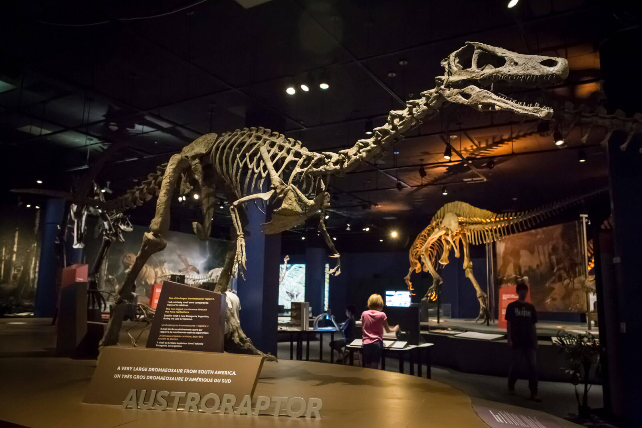Things to do with kids in San Diego: The Natural History Museum in Balboa Park is a must-visit for kids who love dinosaurs. Featuring an impressive dinosaur exhibit, this museum showcases fossils, skeletons, and life-sized models, including an Austroraptor skeleton. Families can explore interactive exhibits, watch educational films, and learn about prehistoric creatures that once roamed the Earth.