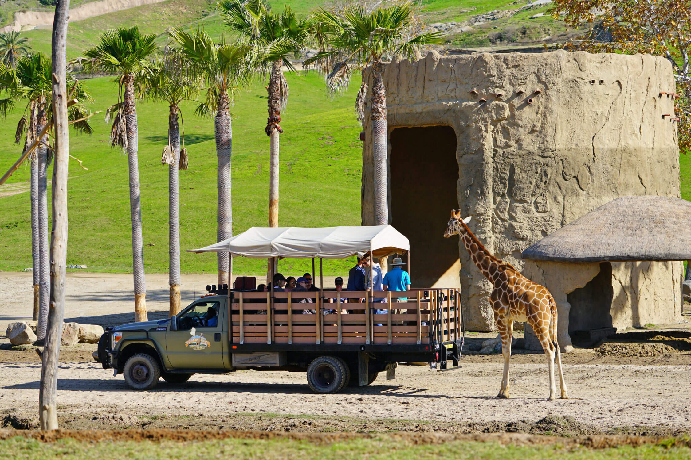 A kid-friendly activity at San Diego Zoo Safari Park: View of an African giraffe in its spacious habitat. Families can get up close to these gentle giants on a safari tour, learning about giraffe conservation and even having the chance to feed them.