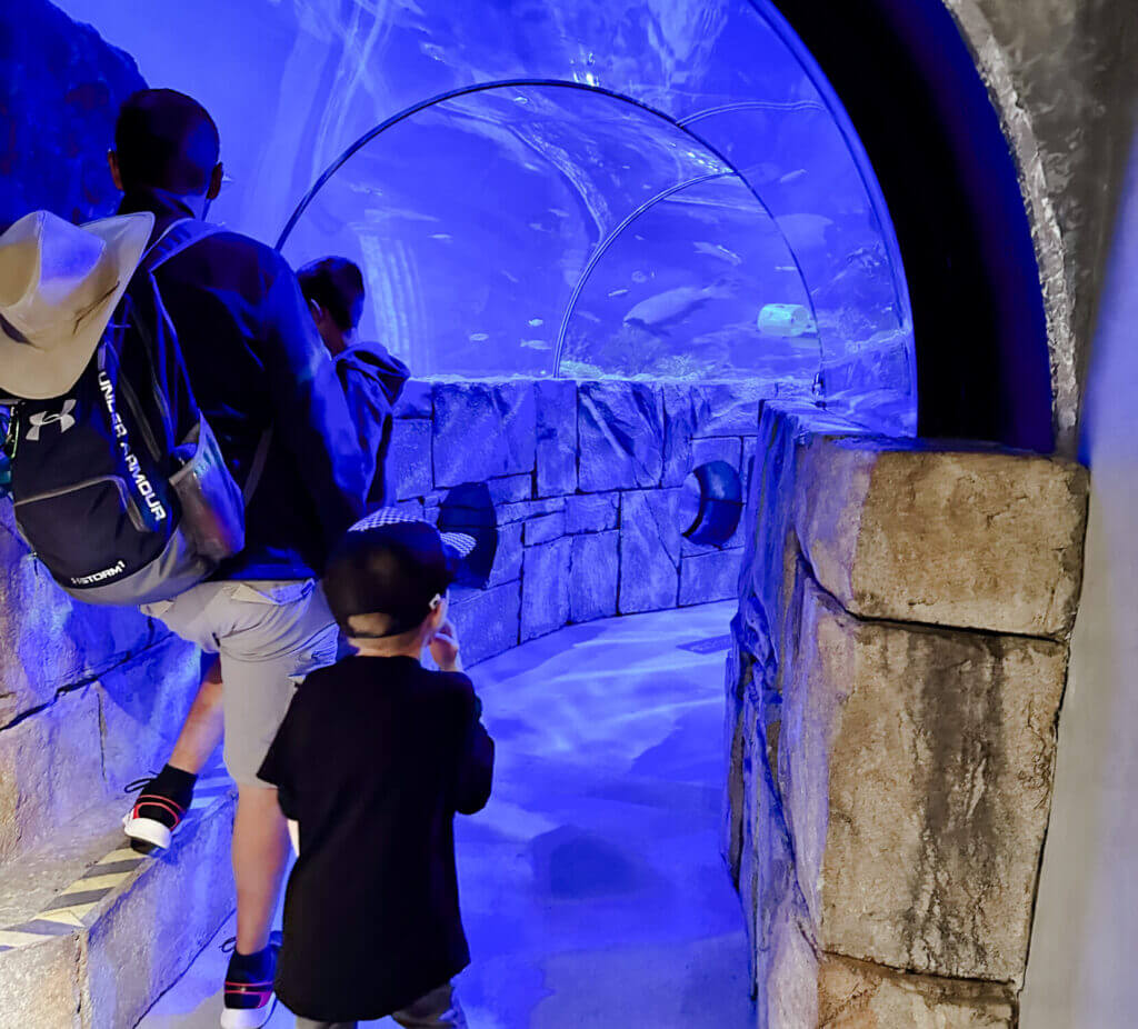 Guests prepare to walk through the impressive shark tunnel at the SEA LIFE Aquarium in LEGOLAND California, where sharks and rays swim overhead in a mesmerizing underwater display. This immersive experience is a highlight for families visiting the park, offering a close-up look at marine life and a thrilling yet educational adventure for kids.